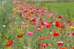 An annual field margin. These margins are sown each year, offering flexibility in planning and a high abundance of flowers compared to perennial margins. Picture by Ted van den Bergh, licensed under the Creative Commons Attribution-NonCommercial 2.0 license.