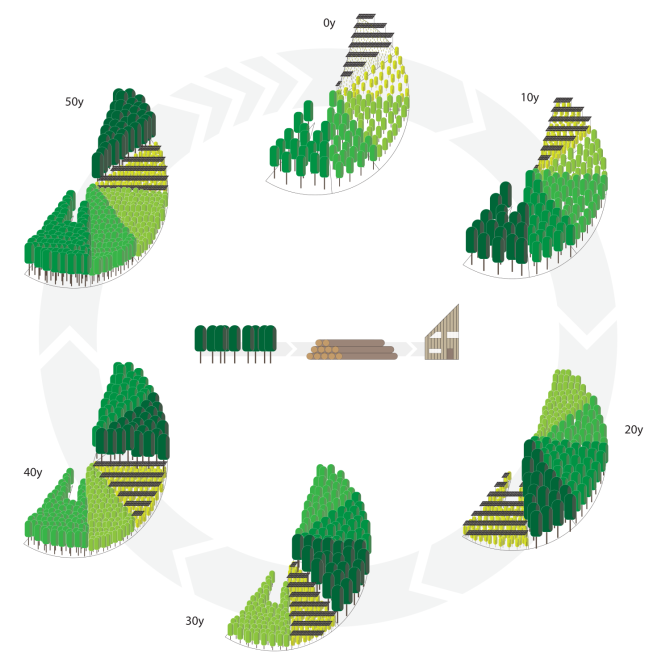 Het ForestVoltaics-systeem kan op interessante manieren gecombineerd worden met productiebossen, waarbij de zonnepanelen elke tien jaar rouleren.