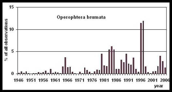 operophtera brumata.jpg