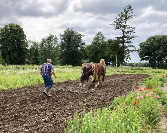 Met paarden wordt door Theo Bastiaens de grondbewerking gedaan (Foto: Noor Bas)   