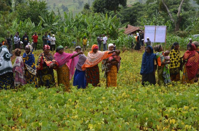 N2Africa farmers evaluating varieties in the field, West Usambara, Tanzania (foto: Ken Giller)