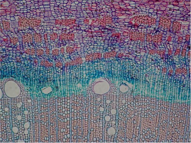 Thin sectioning with a WSL lightweight G.S.L.-1 microtome for wood determination and image analysis