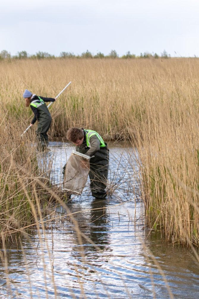 Bemonsteren met RAVON-net en een fijnmazig benthos-net tussen het riet (Foto: Joep de Leeuw)