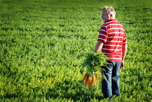 Field crops - WUR