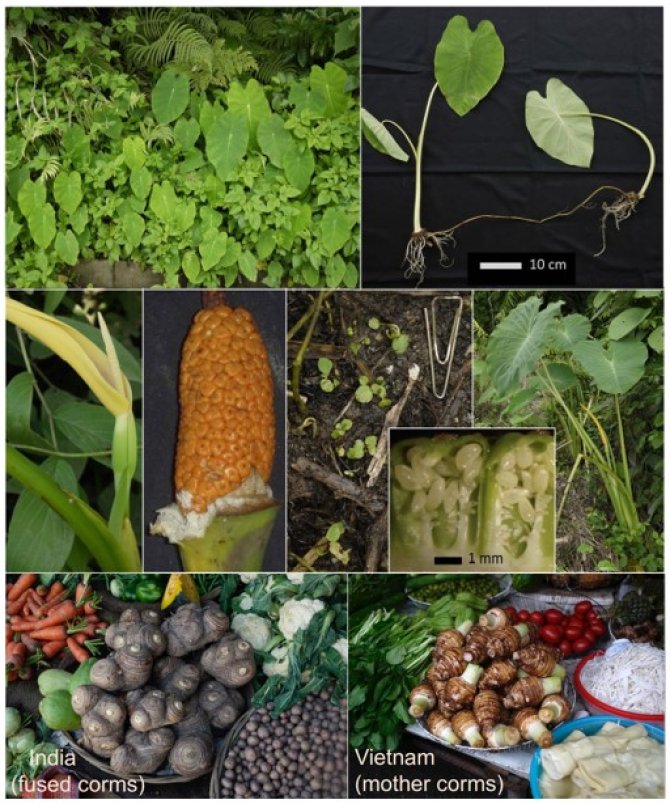 Diversity of Taro