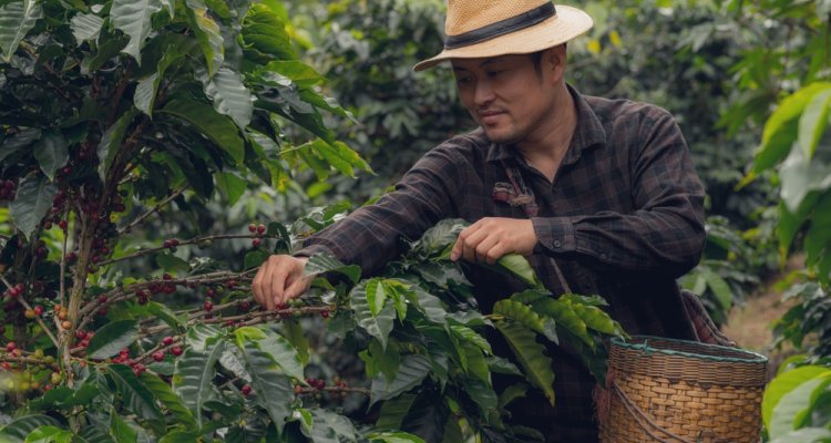 Smallholder coffee farmers need support to comply with new EU ...