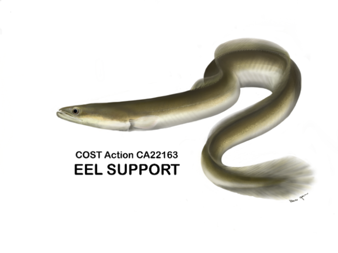 eel support.png