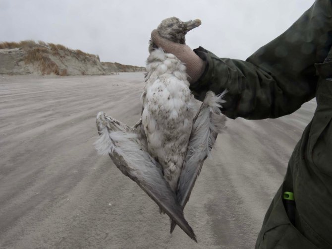 5. Een dood gevonden Noordse Stormvogel. De karakteristieke neusbuis die stormvogels onderscheidt van alle meeuwen, valt goed op.