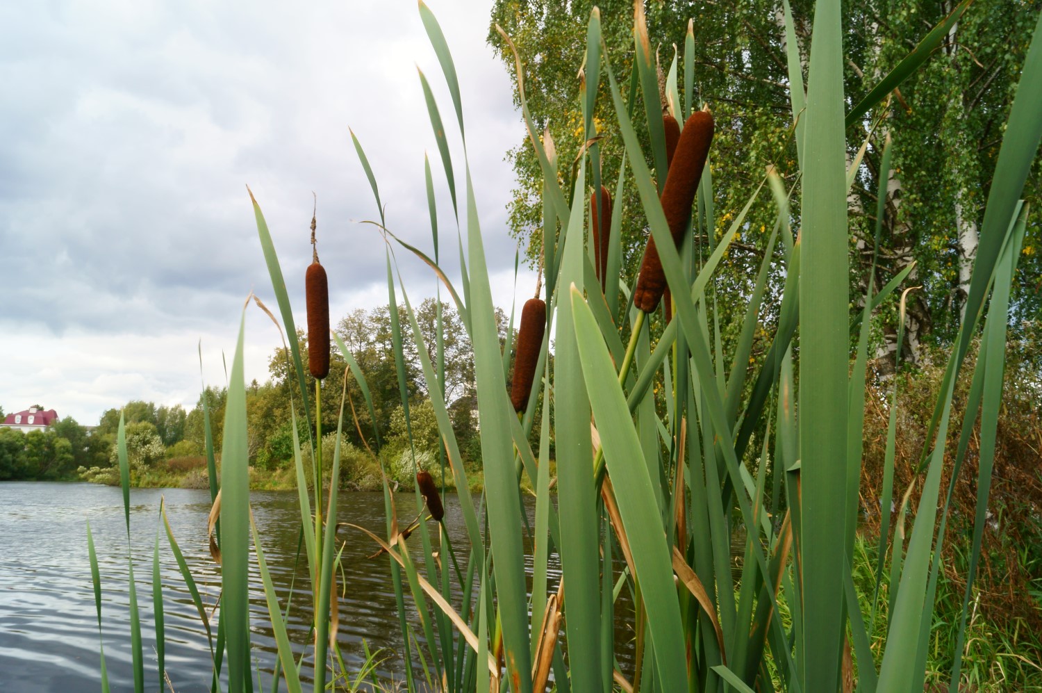 Lisdodde gedijt goed in natte omstandigheden en levert een bijdrage aan biodiversiteit. Foto: Shutterstock