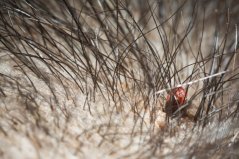 Road kill is collected to collect ticks, such as this Ixodes ricinus female on a badger