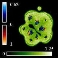 The phloem is indicated in red and the xylem is indicated in blue. 