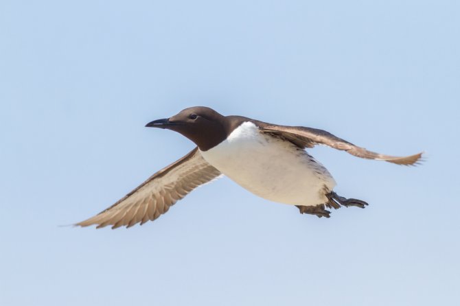 Research shows that razorbills and guillemots don’t like to swim between the wind turbines.