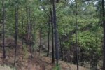 Closer panoramic view of rangelands under pine tree cover