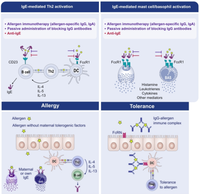 Figure 1: The role of human IgE, IgG and IgA antibodies during sensitization/tolerization and  in activation of allergen-specific T cells and basophils in sensitized individuals. (Figure adapted from Shamji et al 2021) 