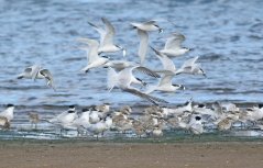 Foeragerende grote sterns met op de voorgrond een net gekleurringde jonge vogel (Bron: Thomas van der Es)