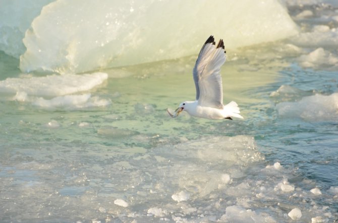 Poolkabeljauw is een belangrijk onderdeel van de voedselketen in het Noordpoolgebied. Ze worden veel gegeten, onder andere door vele soorten vogels zoals deze drieteenmeeuw (Susanne Kühn).