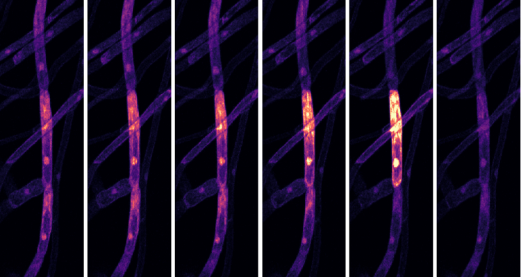 Cellular polarity and dynamics (Ketelaar Group)