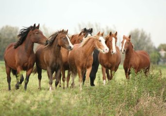 Equine infectieuze anemie (EIA)