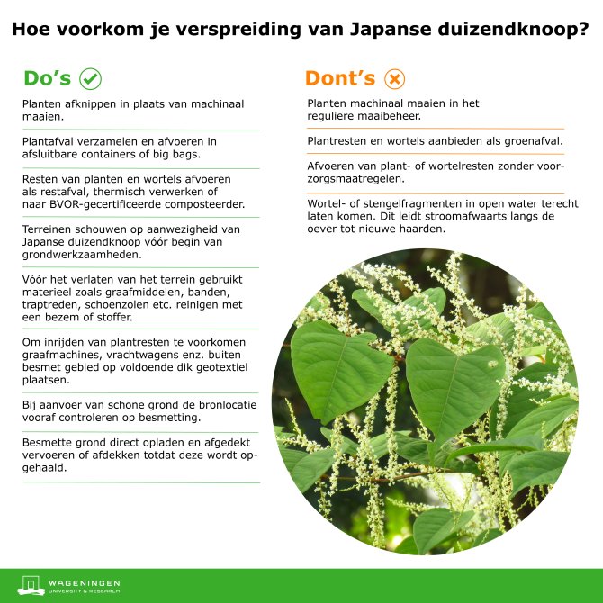 Hoe voorkom je verspreiding van Japanse duizendknoop? Lees de Do's & Dont's