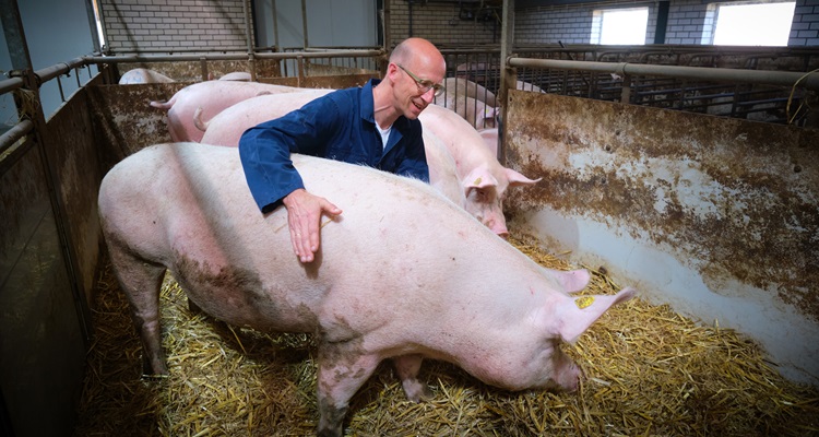 Researcher Herman Vermeer in the pig barn