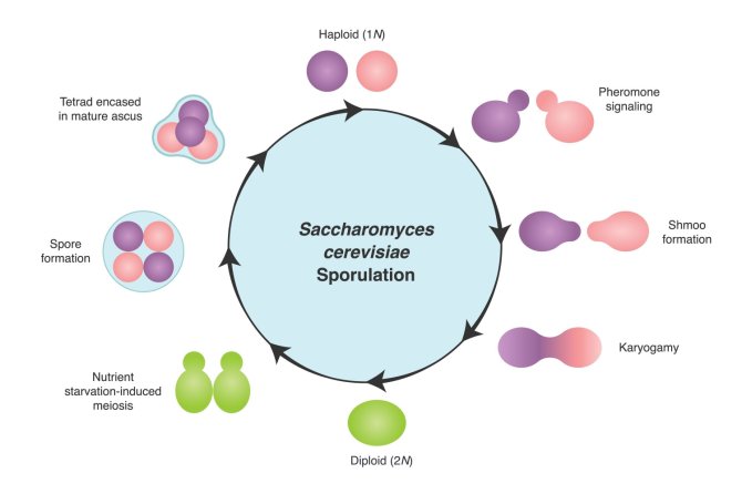 Saccharomyces cerevisiae sporulation