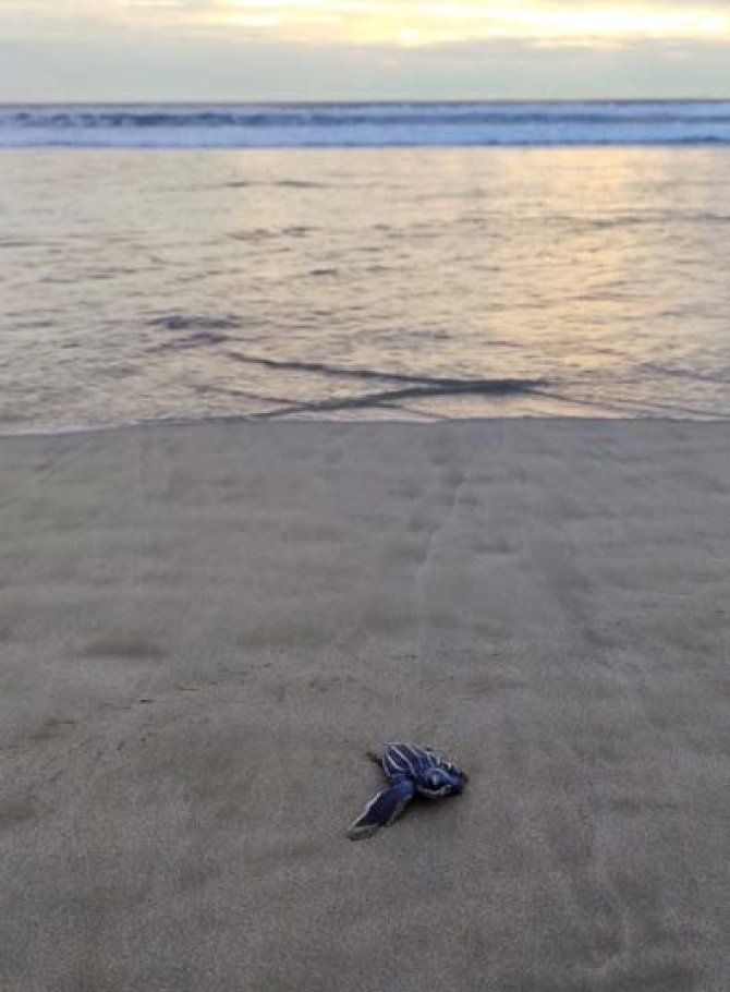 Leatherback turtle hatchling in Sumatra.