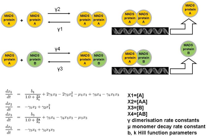 Example of a highly simplified model (for purpose of demonstration) with two MADS box proteins and two dimers.