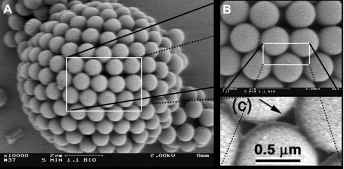 colloidosomes2.jpeg