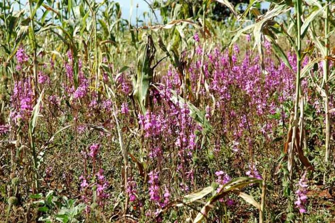 Maize parasitised by striga