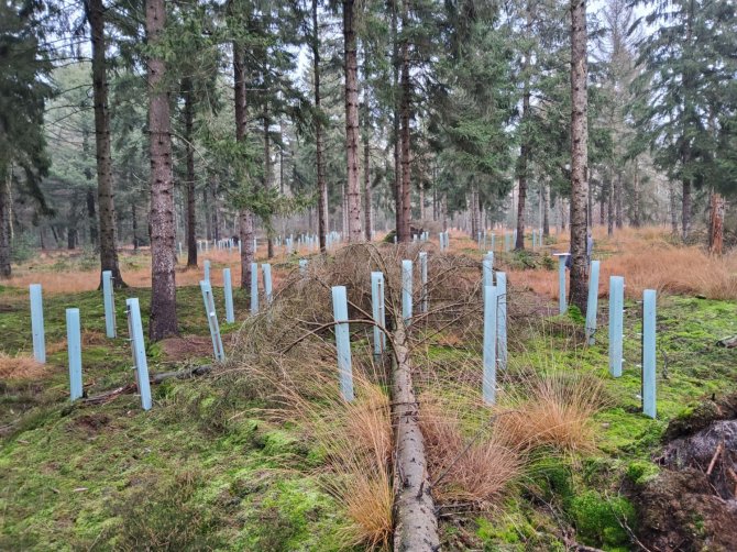 Een bosherstelmaatregel. Foto: Matthijs Pasteels