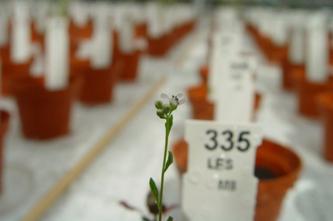 Tuinkers op mars eerste bloei