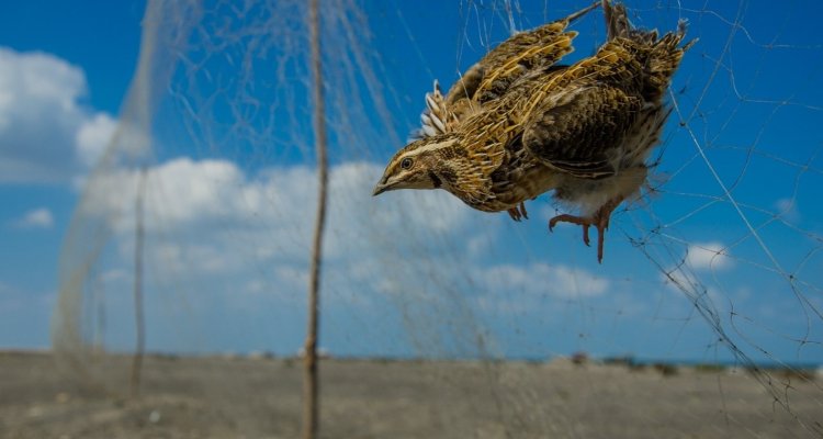 Animal Capture Net at Rs 2400/piece, Bird Net in Meerut