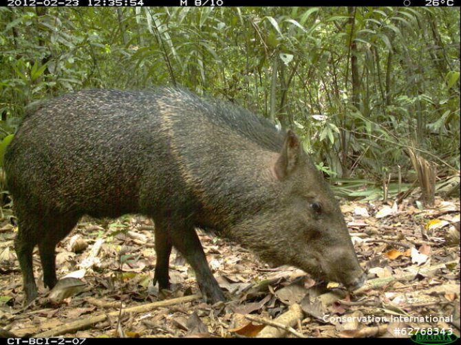 Halsbandpekari (Pecari tajacu), Barro Colorado Nature Monument, Soberania National Park, Panama