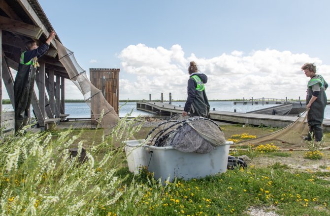 Uithangen van de fuiken in de haven (foto: Joep de Leeuw)