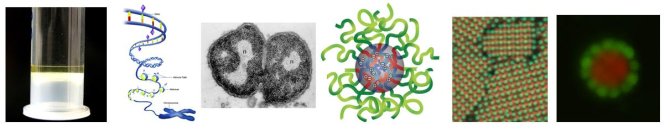 Figure 1: a) associative phase separation in mixture of oppositely charged polyelectrolytes, b) DNA-condensation by positively charged histon proteins, c) bacterial nucleoid, d) complex coacervate core micelle (C3M), e) crystals of oppositely charged colloids, f) designing raspberry colloidal assemblies.