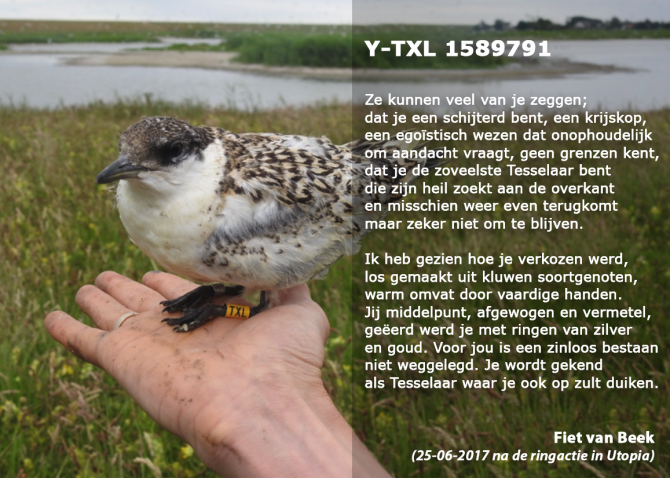 Vrijwilliger Fiet van Beek schreef een gedicht na de ringactie op Texel (2017)