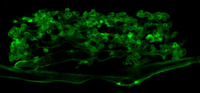 Figure 1. Highly branching AM hyphae (stained green) forming an arbuscule inside a root cortex cell.