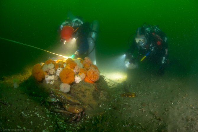 Borkum stones Natura 2000 site, Marine Biogeographical Region (picture: Udo van Dongen)