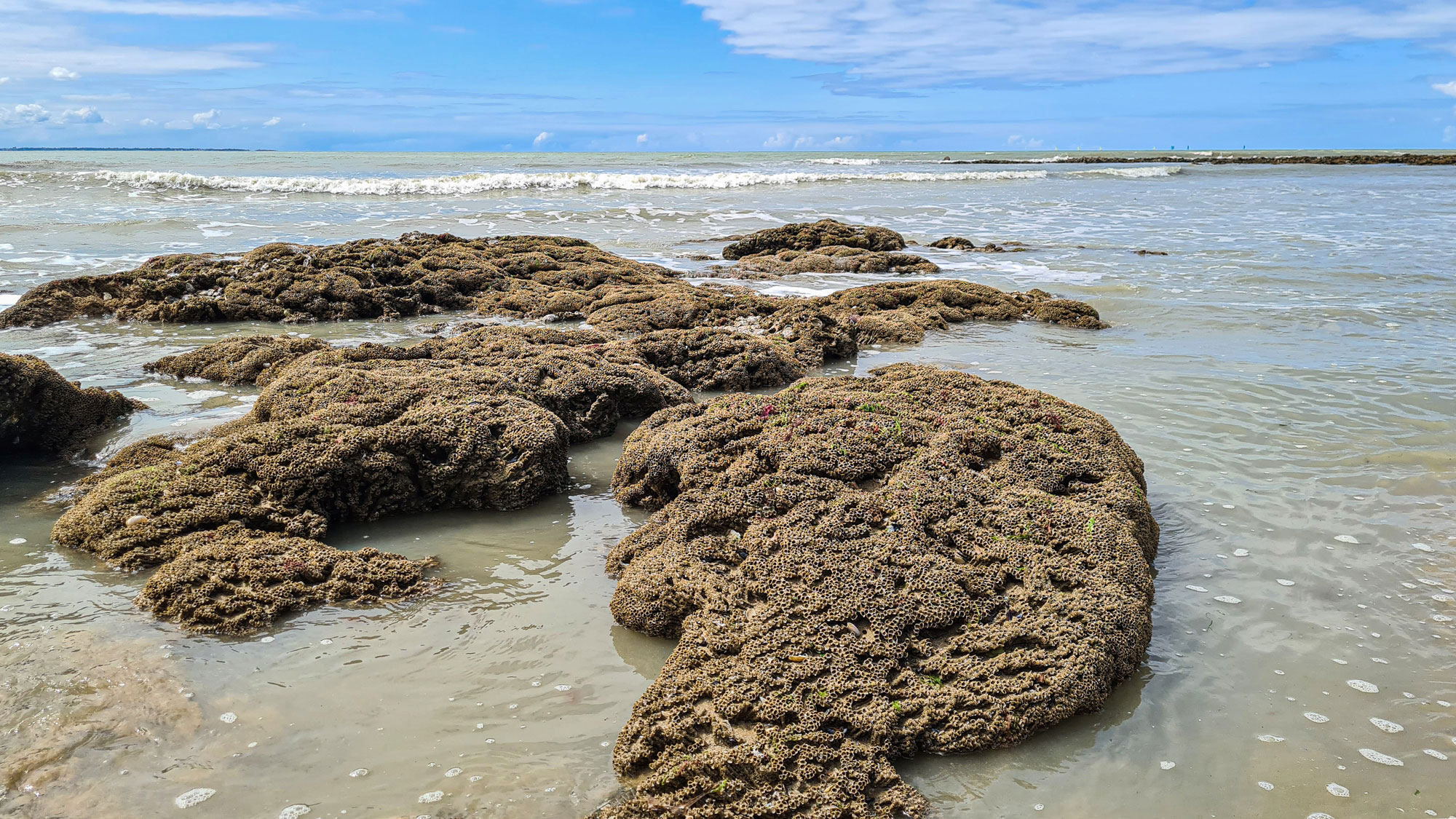 Sabellaria worms stick the tubes they live in together to form a reef. Photo: Jean Mekelenkamp