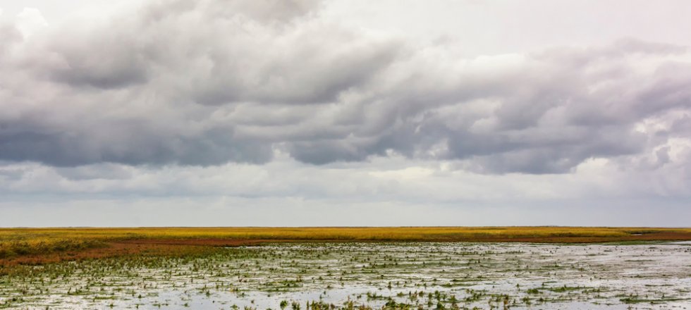 Salt marshes