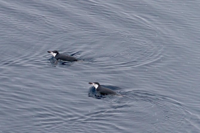 Some Chinstrap Penguins also migrate into the open water north of the ice.