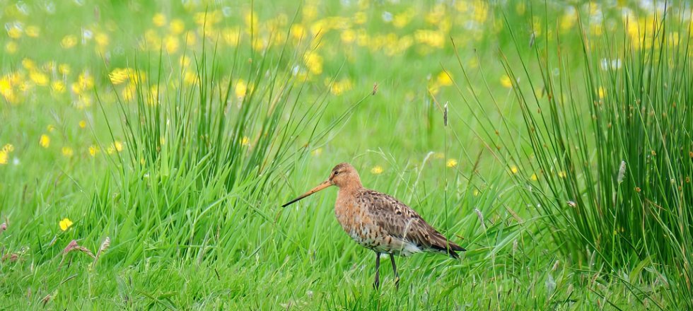 Biodiversiteit en veehouderij 