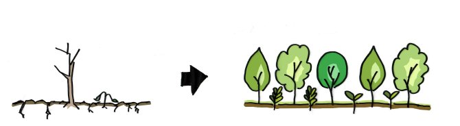 case study II_Ecosystem restoration_enlarged.jpg