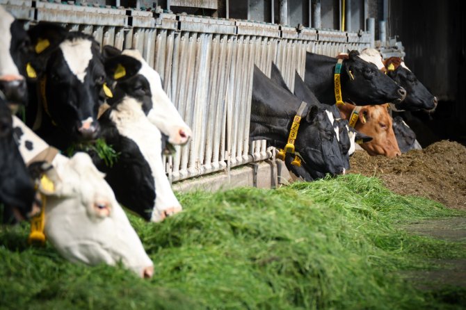 Tijdens de meetweken vergaren de deelnemers veel directe informatie ovrer de rantsoenen. Zo leer je beter te sturen op vermindering van ruw eiwit in het rantsoen. 