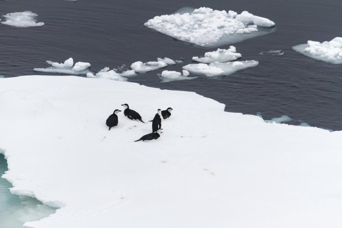 Chinstrap Penguins rarely move deep into the sea ice, but do like to reside in or close to the marginal sea ice zone.