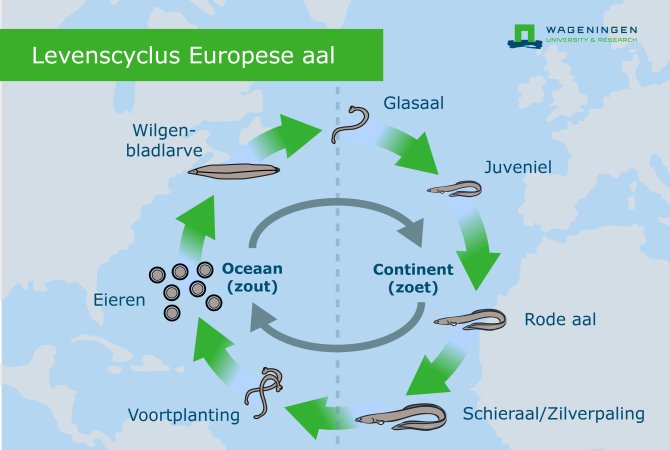 Levenscyclyus aal - paling