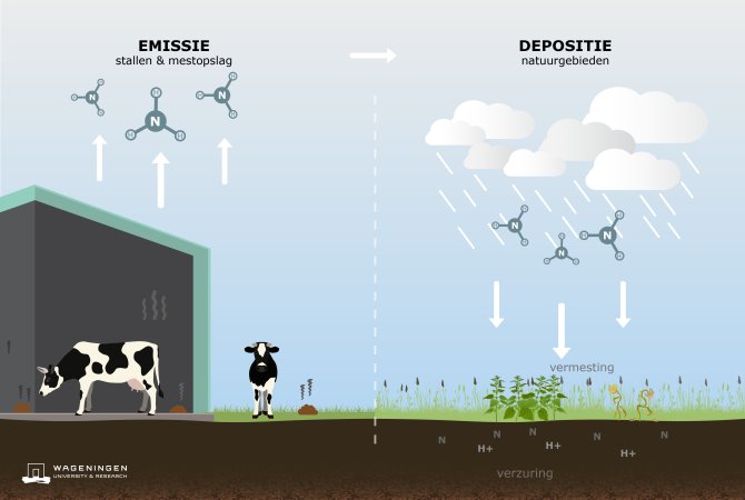 Ammoniakemissie en ammoniakdepositie uitgelegd