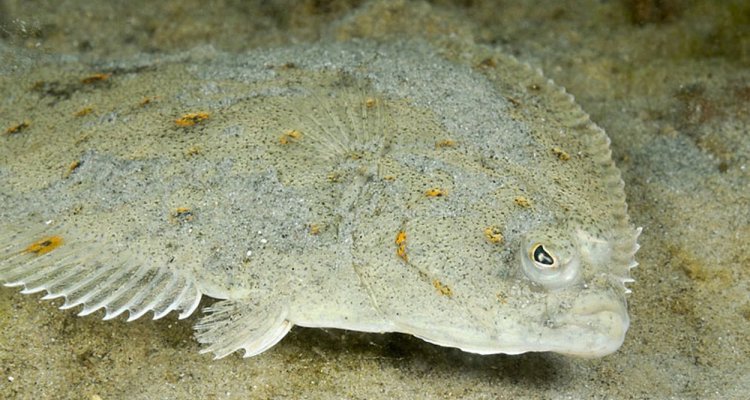 Species focus: Sand Flounder