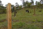 Open pastures with an enclosure and some cows grazing close by