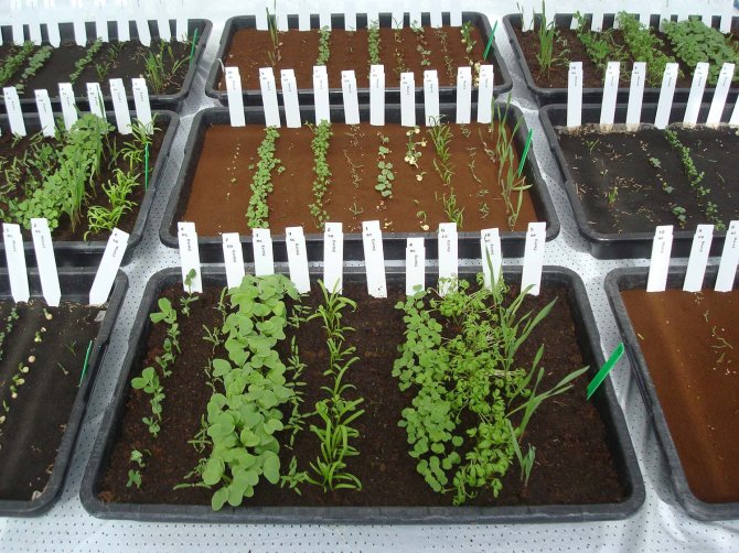 Overview of crops growing in a Mars soil simulant tray.